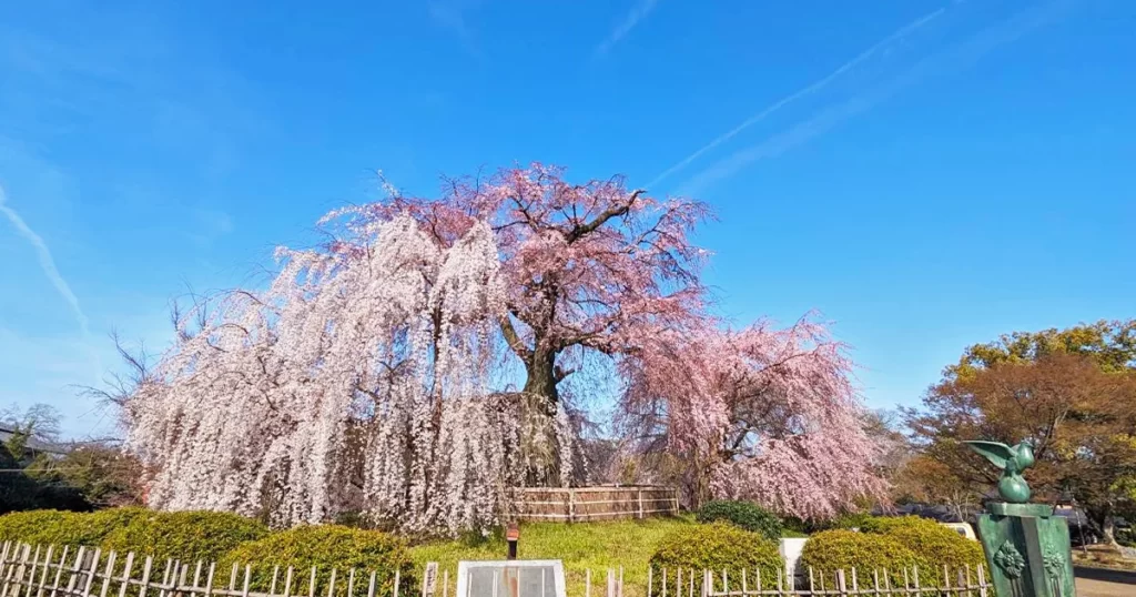 祇園枝垂桜のキャッチ画像