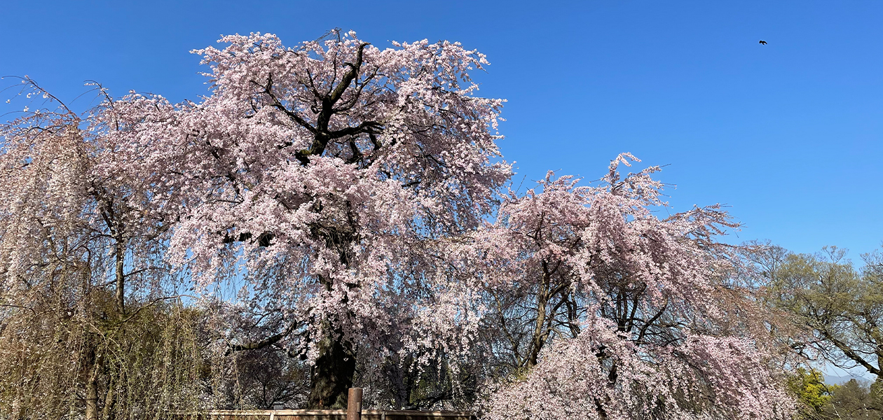 満開の祇園枝垂桜