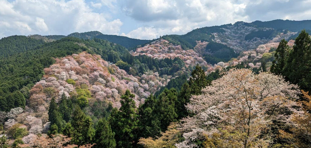 吉野山キャッチ画像