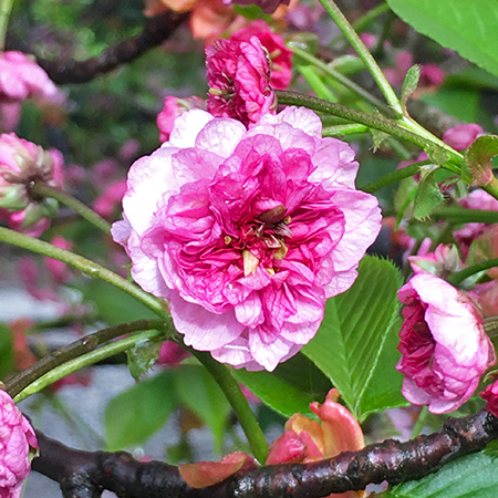 兼六園菊桜の画像